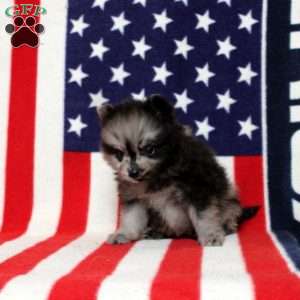 Xaiver, Pomeranian Puppy